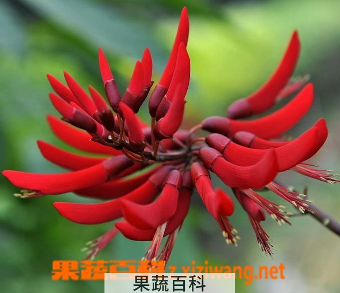 果蔬百科象牙红的功效与作用