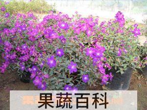果蔬百科野牡丹