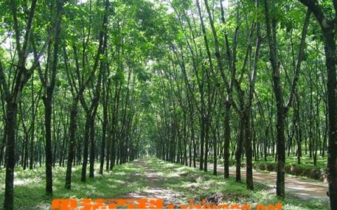 橡皮树的功效与作用及禁忌 橡皮树的作用和功效