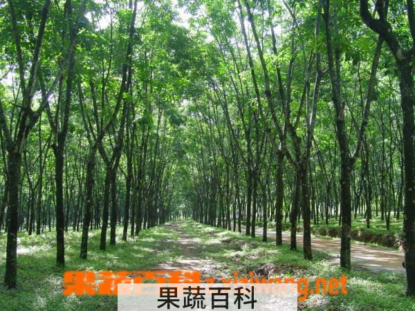 果蔬百科橡皮树的功效与作用