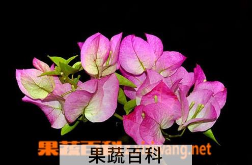 果蔬百科叶子花