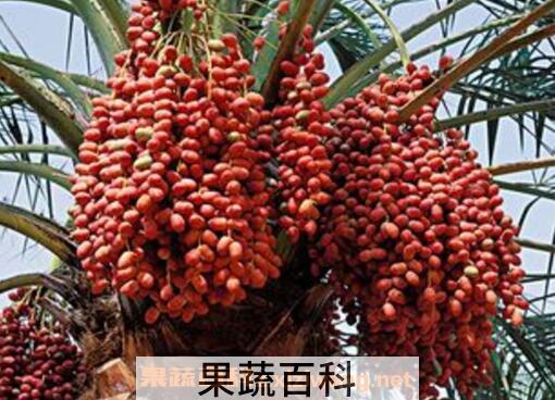 椰枣怎么吃 椰枣的食用方法
