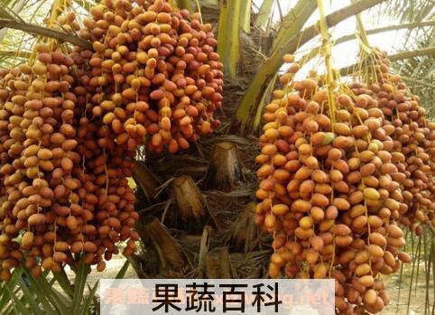 椰枣怎么吃 椰枣的食用方法