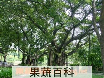 果蔬百科榕树