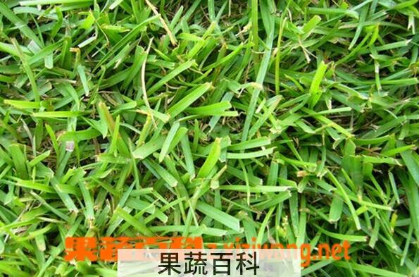 果蔬百科架棚假俭草