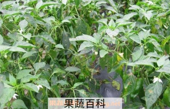 辣椒叶怎么腌制好吃 辣椒叶咸菜的做法大全