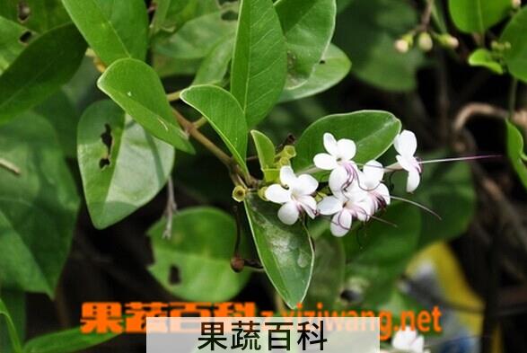 果蔬百科假茉莉