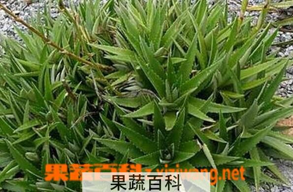 果蔬百科厚叶雀舌兰