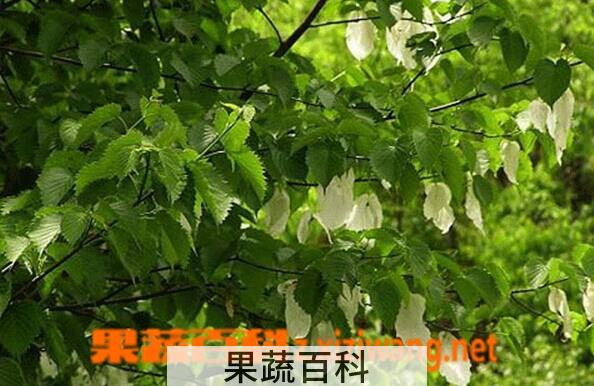 果蔬百科珙桐