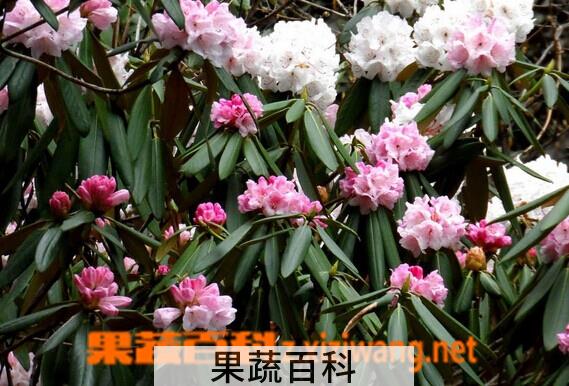 果蔬百科喉斑杜鹃
