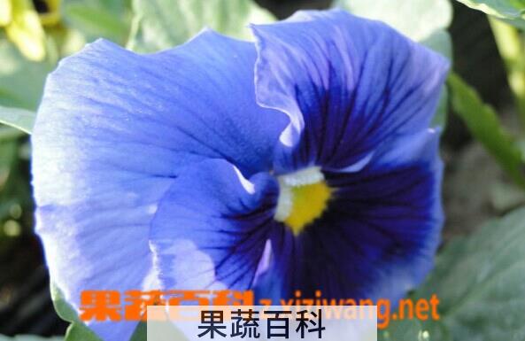 果蔬百科蝴蝶花