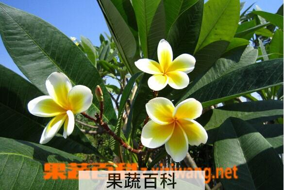 果蔬百科鸡蛋花