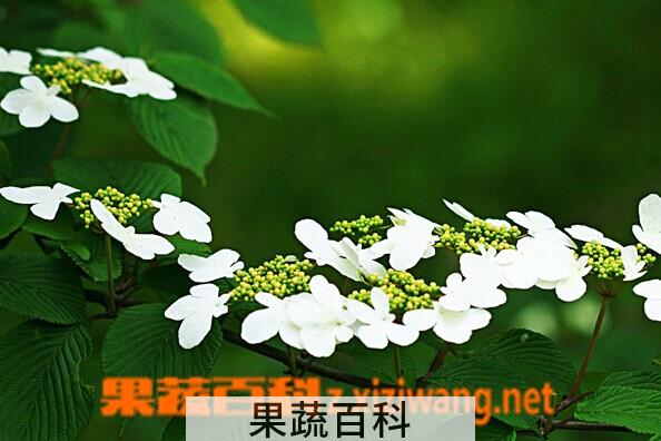 果蔬百科蝴蝶戏珠花