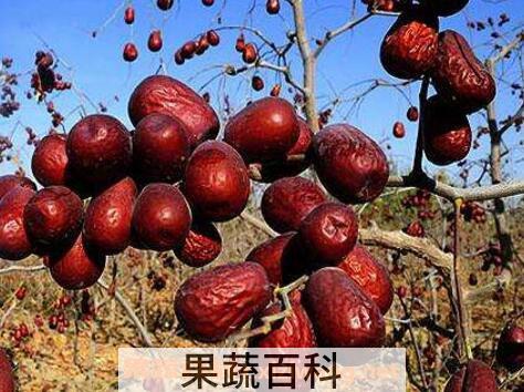 和田大枣的功效与作用