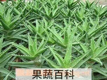 果蔬百科芦荟汁