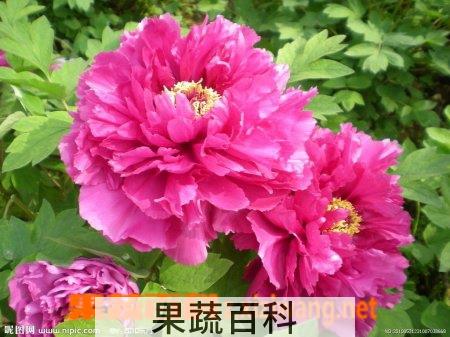 果蔬百科牡丹皮