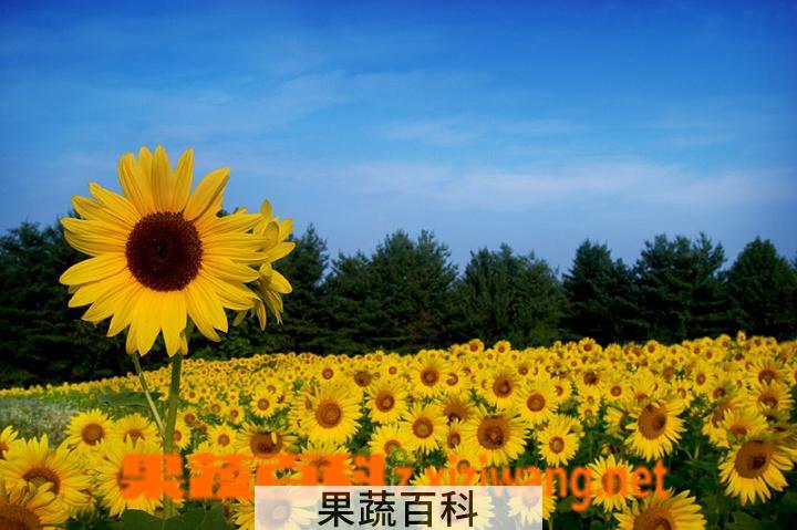 果蔬百科向日葵的功效与作用