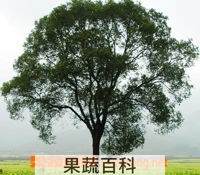果蔬百科相思树的功效与作用