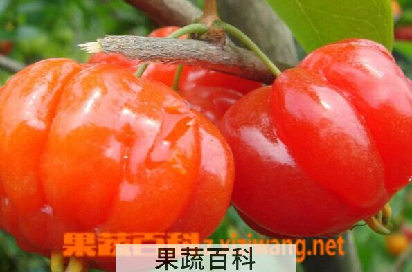 果蔬百科红果仔