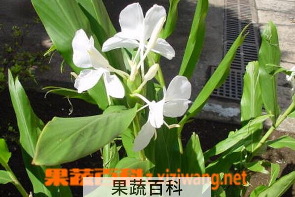 果蔬百科红丝姜花