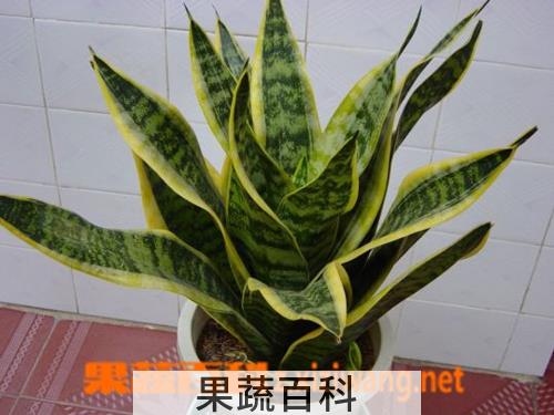 果蔬百科 虎皮兰怎么养 虎皮兰怎么浇水
