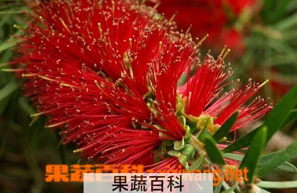 果蔬百科红千层