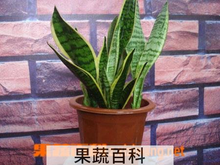 果蔬百科 虎皮兰的养殖方法和作用