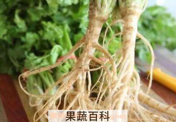 用香菜根煮水喝的功效 香菜根煮水擦脸的功效