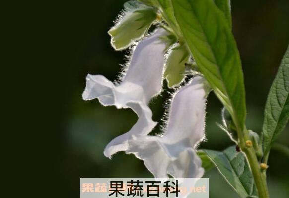 芝麻花的神奇功效