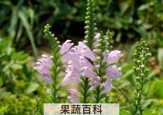 芝麻花的神奇功效