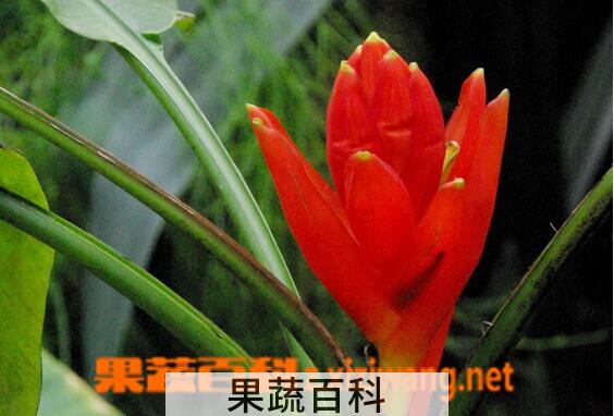 果蔬百科红蕉