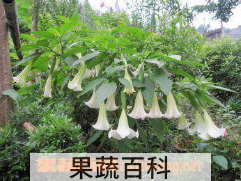 果蔬百科洋金花