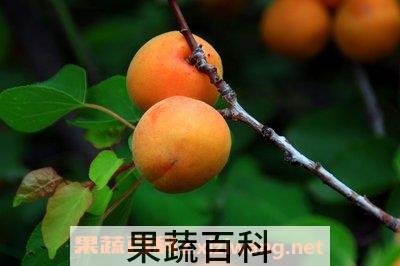 杏子的功效