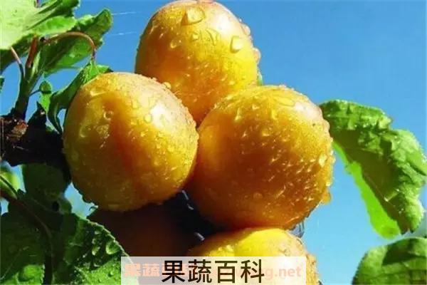 食用杏子注意事项