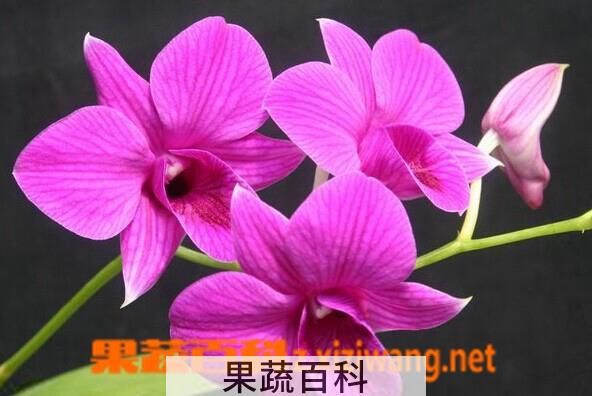 果蔬百科蝴蝶石斛