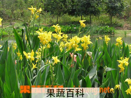 果蔬百科美人蕉