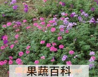 果蔬百科美女樱