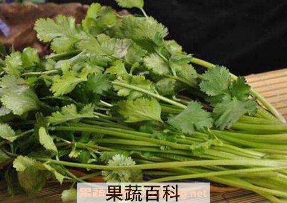 香菜煮水的功效与作用 香菜煮水的禁忌