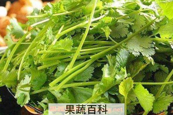 香菜煮水的功效与作用 香菜煮水的禁忌
