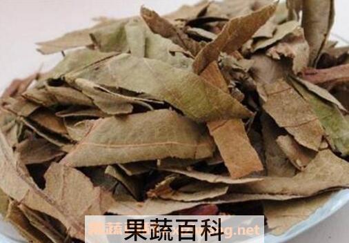 蜜枇杷叶的功效与作用