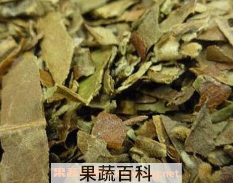 蜜枇杷叶的功效与作用