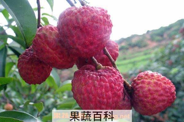 荔枝的功效与作用