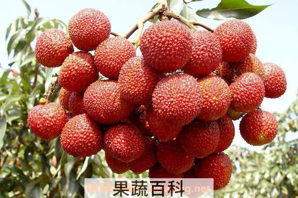 食用荔枝注意事项