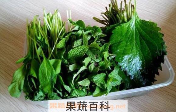 芝麻叶泡水功效与作用