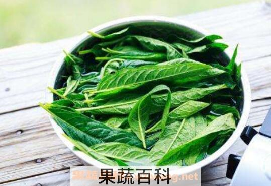 芝麻叶泡水功效与作用