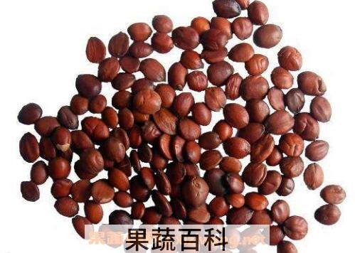 炒酸枣仁的功效与作用