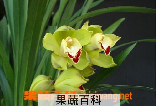 果蔬百科 兰花