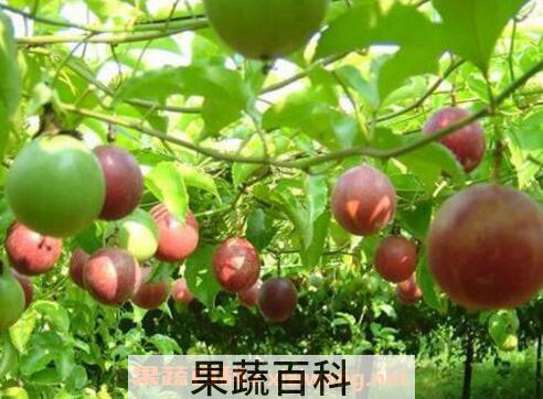 百香果的功效与作用 吃百香果有什么好处