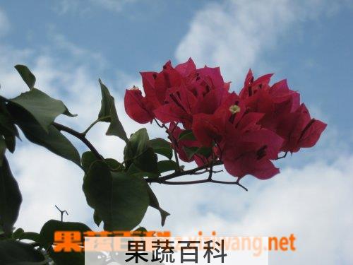 果蔬百科三角花