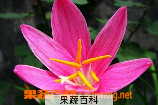 果蔬百科红花葱兰